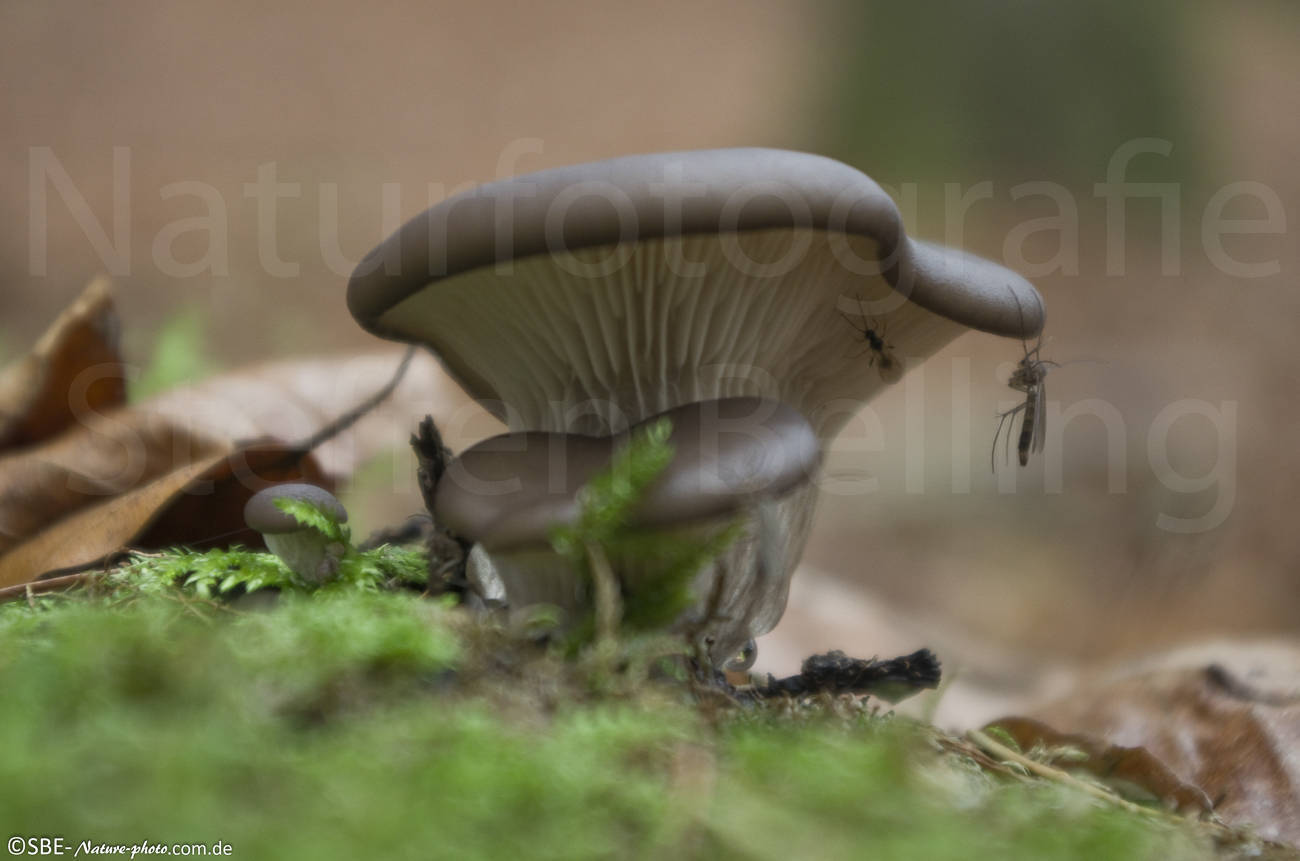 _IGP5138